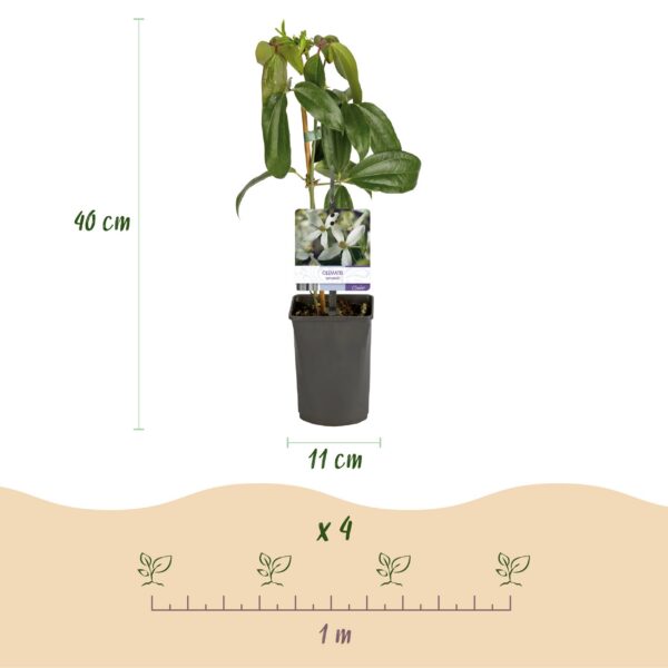 Kletterpflanze - Clematis armandii - Blüte Weiß - Immergrün - Wenig Pflege