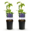 371a0c6727a04ed2bcb1701050c561a889adf5328822456eb56d9d0289ec15ba.jpg Kletterpflanze - Clematis Mrs. N. Thompson - Blüte Rosa - Wenig Pflege - 2 Pflanzen