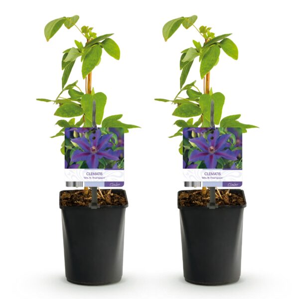 371a0c6727a04ed2bcb1701050c561a889adf5328822456eb56d9d0289ec15ba.jpg Kletterpflanze - Clematis Mrs. N. Thompson - Blüte Rosa - Wenig Pflege - 2 Pflanzen
