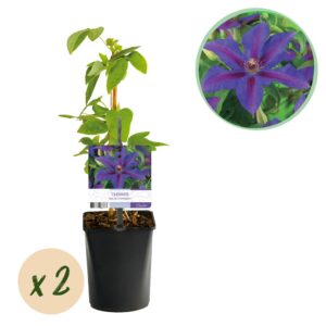 c1c8f0604df74b958830a16473ab0310b255f926cd5b4fb7ada18b9f7857ecce.jpg Kletterpflanze - Clematis Mrs. N. Thompson - Blüte Rosa - Wenig Pflege - 2 Pflanzen