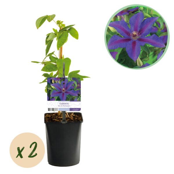 c1c8f0604df74b958830a16473ab0310b255f926cd5b4fb7ada18b9f7857ecce.jpg Kletterpflanze - Clematis Mrs. N. Thompson - Blüte Rosa - Wenig Pflege - 2 Pflanzen
