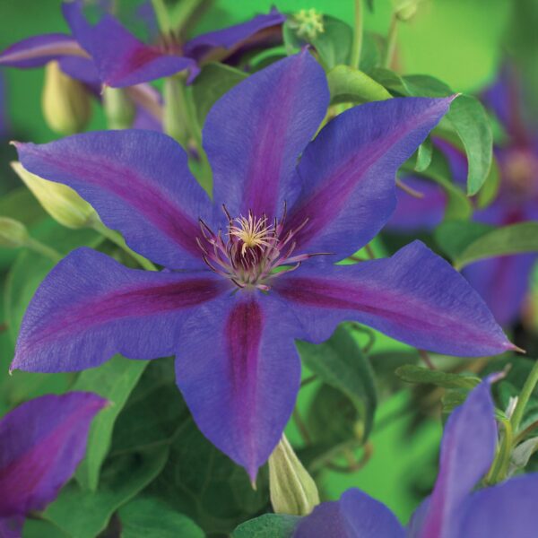 eea6be884d2d4ae78246d4d028bfc41c1b1f5b6898a64e97a06e869df0c31a3d.jpg Kletterpflanze - Clematis Mrs. N. Thompson - Blüte Rosa - Wenig Pflege - 2 Pflanzen
