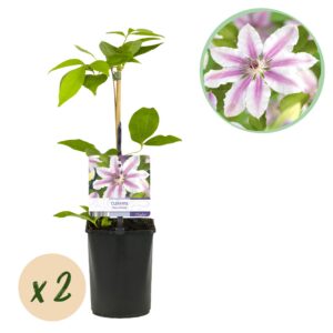 89ccb3e01ffa403797acf7e498e35808a9df8579faa447a58f313258a735fc20.jpg Kletterpflanze - Clematis Nelly Moser - Blüte Rosa - Wenig Pflege - 2 Pflanzen