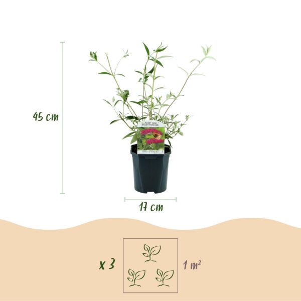 Schmetterlingsstrauch - Buddleja davidii Royal Red - Blume Rot - 1 Pflanze - Laubabwerfend - Schmetterlingsanziehend