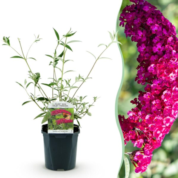 Schmetterlingsstrauch - Buddleja davidii Royal Red - Blume Rot - 1 Pflanze - Laubabwerfend - Schmetterlingsanziehend