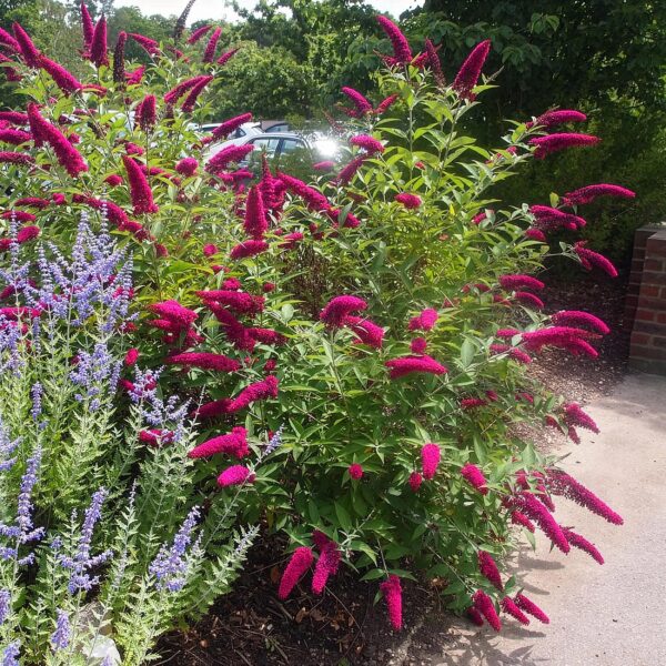 Schmetterlingsstrauch - Buddleja davidii Royal Red - Blume Rot - 1 Pflanze - Laubabwerfend - Schmetterlingsanziehend