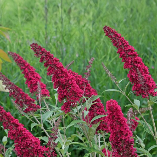 Schmetterlingsstrauch - Buddleja davidii Royal Red - Blume Rot - 1 Pflanze - Laubabwerfend - Schmetterlingsanziehend
