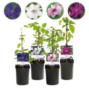 9038bc8c718f45f78f73ff628d90f86a3eb24cbaebb14ed2a7b25c8ff98a7572.jpg Kletterpflanze - Clematis Rainbow - Blüte Rosa Weiß Lila Rot - Wenig Pflege - 4 Pflanzen