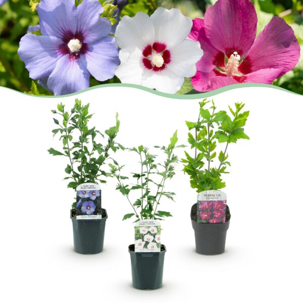 Hibiscus syriacus Tricolour - 3 Pflanzen in Blau, Rosa oder Weiß - Laubabwerfend - Pflegeleicht
