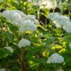 Plume Hydrangea - Hydrangea arborescens Annabelle - Blüte Weiß - 3 Pflanzen - 1 m2 - Laubabwerfend - Große Blüten