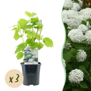 cf7cc0b637c547639ce439a6b0ba3796b4ea9cb37eff4e60b68557e2fe5a3ba8.jpg Plume Hydrangea - Hydrangea arborescens Annabelle - Blüte Weiß - 3 Pflanzen - 1 m2 - Laubabwerfend - Große Blüten