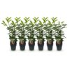 2dab7ed1f30e49ac8427796e8bf3acf93a9c259dea534fd088e487ea96cef0ca.jpg Heckenpflanzen - Prunus laurocerasus Novita - Blatt grün - 6 Pflanzen - 1 laufender Meter - immergrün