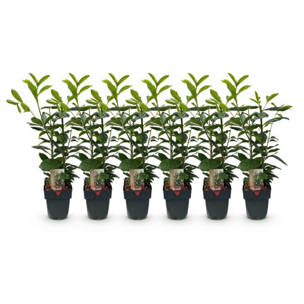 2dab7ed1f30e49ac8427796e8bf3acf93a9c259dea534fd088e487ea96cef0ca.jpg Heckenpflanzen - Prunus laurocerasus Novita - Blatt grün - 6 Pflanzen - 1 laufender Meter - immergrün