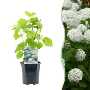 daac7bf069714a648fc6ca1b7405d572b9d2ddb0263c43b3a763368b6c190b4f.jpg Plume Hydrangea - Hydrangea arborescens Annabelle - Blüte Weiß - 1 Pflanze - Laubabwerfend - Große Blüten
