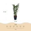 Heckenpflanzen - Ligustrum ovalifolium - Blatt grün - 6 Pflanzen - 1 laufender Meter - immergrün