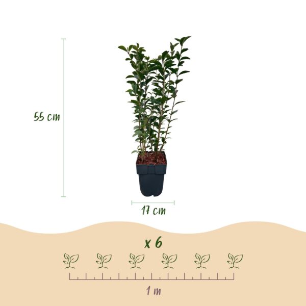 Heckenpflanzen - Ligustrum ovalifolium - Blatt grün - 6 Pflanzen - 1 laufender Meter - immergrün