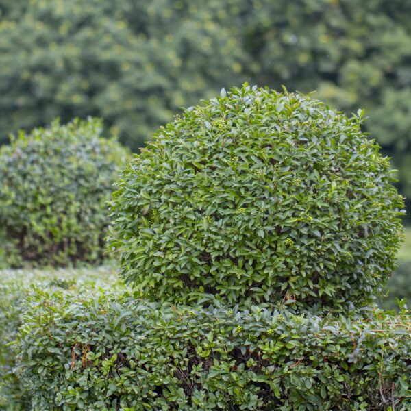 Heckenpflanzen - Ligustrum ovalifolium - Blatt grün - 6 Pflanzen - 1 laufender Meter - immergrün