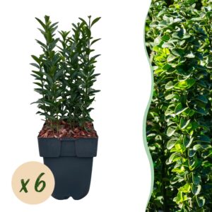 c42c08fbfd9a4dbdbc6e4e7387766c111438fe90189e454e9dd8762c10659787.jpg Heckenpflanzen - Euonymus japonica Green Spire - Blatt grün - 6 Pflanzen - 1 laufender Meter - immergrün