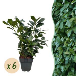 45af5fad24ef4fcba1ad3443d914b6ea0a03db731f634892b03ed8ae95591b53.jpg Heckenpflanzen - Prunus laurocerasus Etna - Blatt grün - 6 Pflanzen - 1 laufender Meter - immergrün