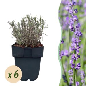 276270a974f643dbac54b14b3abc5854bf20632ae4a846759a6982ba53aa0d86.jpg Heckenpflanzen - Lavandula angustifolia Hidcote - graues Blatt - 6 Pflanzen - 1 laufender Meter - immergrün