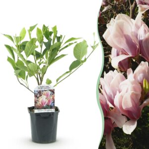 dd5934ec06cb4ab5ab23ce26708a3a310b9823202f7542b5afca01ea5d9ba999.jpg Sträucher - Magnolia Soulangiana - Blüten Hellrosa - 1 Pflanze - Laubabwerfend - Wenig Pflege