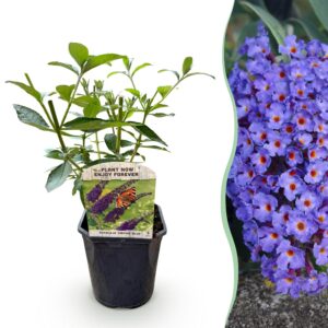 a9a58448921a4f3fb33bff7ee964a2e71b8169fc17154a9e86a56a6ee91300c8.jpg Schmetterlingsstrauch - Buddleja davidii Empire Blue - Blüte Blau - 1 Pflanze - Laubabwerfend - Schmetterlingsanziehend