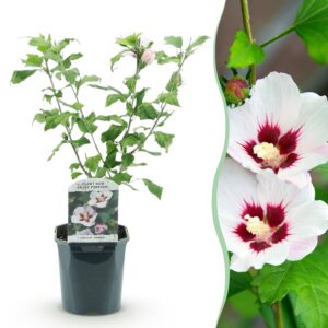 4167bc01205c49abac6ae503bbfb24f937eb6c149bf14a86baef57438d96e58c.jpg Sträucher - Hibiscus syriacus Hamabo - Blüte Hellrosa - 1 Pflanze - Laubabwerfend - Wenig Pflege