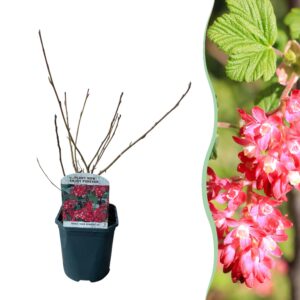 a5d25efd665f44f7b82c9f08e6779910eb5919a85b974e02b05587c20432d7e0.jpg Sträucher - Ribes sanguineum Kind Edward - Blüte Rot - 1 Pflanze - Laubabwerfend - Wenig Pflegeaufwand