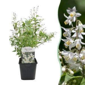 c3eb0457d2cd4d949903f309a5311f93eb80dc88ba0143179fd4a8559cef6da9.jpg Sträucher - Deutzia Gracilis - Blüte Weiß - 1 Pflanze - Laubabwerfend - Wenig Pflege