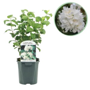 ba15e077301a456f893a2d6f425d3b47e9b683375ea94821b73c4ba71bb51fc4.jpg Bauernjasmin - Philadelphus Snowbelle - Blüte Weiß - 1 Pflanze - Laubabwerfend - Wenig Pflege