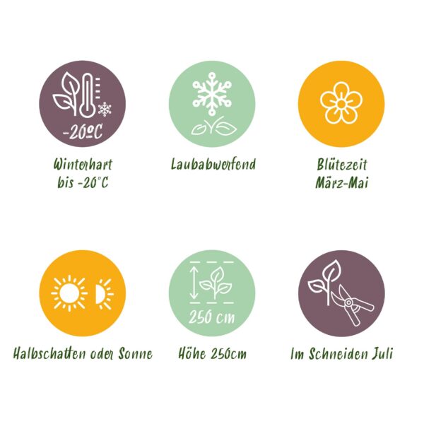 Sträucher - Magnolia Susan - Blumen Dunkelrosa - 1 Pflanze - laubabwerfend - wenig Pflege