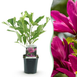 66f1f53c67ef48d880f6d94de7732b0176419fb2b5254dd8a0869ea76453af71.jpg Sträucher - Magnolia Susan - Blumen Dunkelrosa - 1 Pflanze - laubabwerfend - wenig Pflege