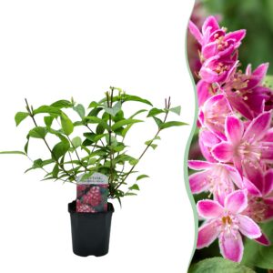 05c0efcc08ae4669930445c7ad18a1c68c1edb35c0a94c18bef540f2710ff78c.jpg Sträucher - Deutzia hybrida Strawbery Fields - Blüte Rosa - 1 Pflanze - Laubabwerfend - Wenig Pflege