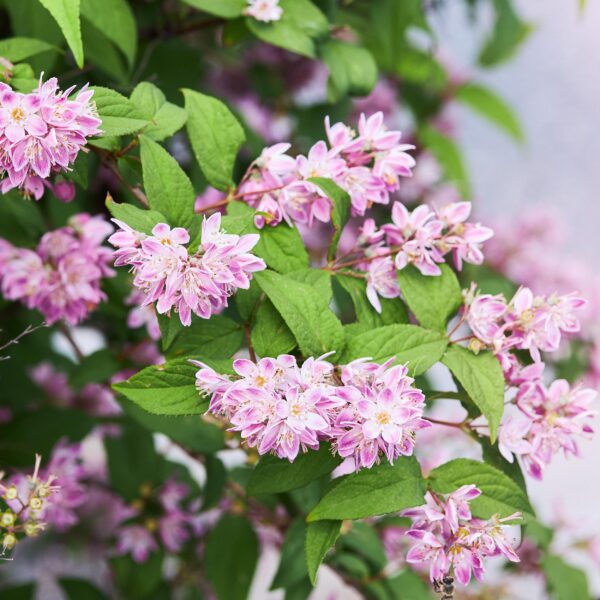 Sträucher - Deutzia hybrida Strawbery Fields - Blüte Rosa - 1 Pflanze - Laubabwerfend - Wenig Pflege