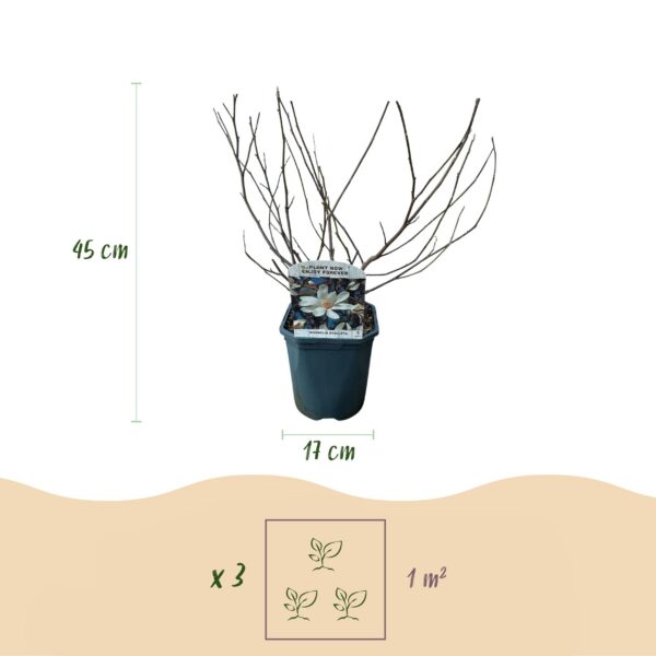 Sträucher - Magnolia Stellata - Blüte Weiß - 1 Pflanze - Laubabwerfend - Wenig Pflege