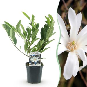 b9a6d74baa054efa8bead33e780d21fc8f64e454f8124c0fadce81b89dd72ff3.jpg Sträucher - Magnolia Stellata - Blüte Weiß - 1 Pflanze - Laubabwerfend - Wenig Pflege