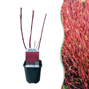 5cda8ca8bac844c2b3a26058ab9c5fa6d6575803c491477c95c78dd2cae5e7f3.jpg Sträucher - Cornus sibirica - Rote Zweige - 1 Pflanze - Laubabwerfend - Wenig Pflege