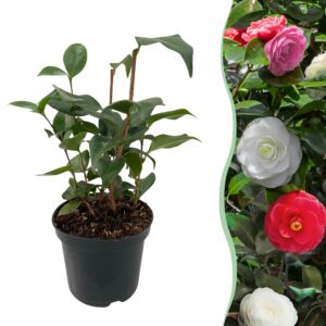 18ca543e477e41b1bf1f3ea1637ab4c5457cb95b090843d48b6f3c91d206bcb7.jpg Sträucher - Camelia japonica Tricolour - Blüte Rosa, Weiß und Rot - 1 Pflanze - Immergrün