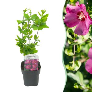 bfc7eab5eab749b4b088dbc32c5c2d4125321a1920b34778ba4866c58d347db6.jpg Sträucher - Hibiscus syriacus Woodbridge - Blüte Rosa - 1 Pflanze - Laubabwerfend - Pflegeleicht