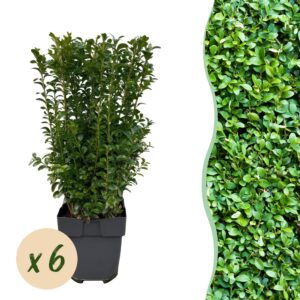 442363fdc56142eb863b2bcc13c23c7ee7a4a6cf084848c89b2419446843a6e2.jpg Heckenpflanzen - Buxus sempervirens - Blatt grün - 6 Pflanzen - 1 laufender Meter - immergrün
