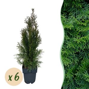 8b8dad3ff6c34322a8b6e41530e5353f5a50bb0f7c5e44fb8a47485bd2894040.jpg Heckenpflanzen - Thuja occidentalis Smaragd - Blatt grün - 6 Pflanzen - 1 laufender Meter - immergrün