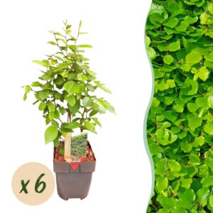 13fd8cdd0bc54ee5a6847daced4d0de59fde3cd2100e43878fd07c73c4949f20.jpg Heckenpflanzen - Carpinus betulus - Blatt grün - 6 Pflanzen - 1 laufender Meter - laubabwerfend