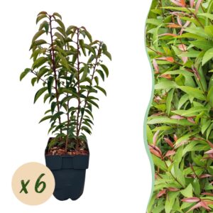 6486c672215442edbd7c60731020715a2dab2d8feff34c2b923e9cda6304523f.jpg Heckenpflanzen - Prunus lusitanica Angustifolia - Blatt grün - 6 Pflanzen - 1 laufender Meter - immergrün