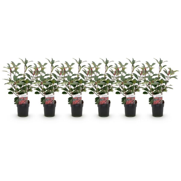Heckenpflanzen - Photinia fraseri Red Robin - grün rot - 6 Pflanzen - 1 laufender Meter - immergrün
