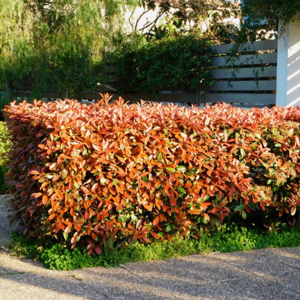 Heckenpflanzen - Photinia fraseri Red Robin - grün rot - 6 Pflanzen - 1 laufender Meter - immergrün