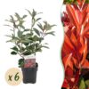 Heckenpflanzen - Photinia fraseri Red Robin - grün rot - 6 Pflanzen - 1 laufender Meter - immergrün