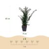 Heckenpflanzen - Taxus baccata - Blatt grün - 6 Pflanzen - 1 laufender Meter - immergrün