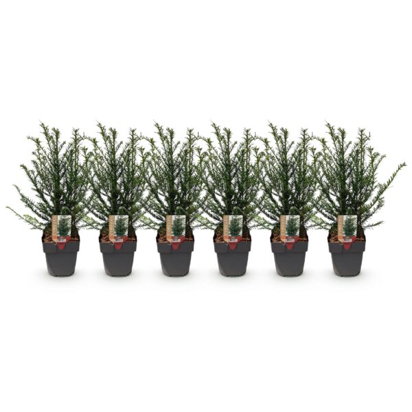 Heckenpflanzen - Taxus baccata - Blatt grün - 6 Pflanzen - 1 laufender Meter - immergrün