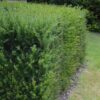 Heckenpflanzen - Taxus baccata - Blatt grün - 6 Pflanzen - 1 laufender Meter - immergrün