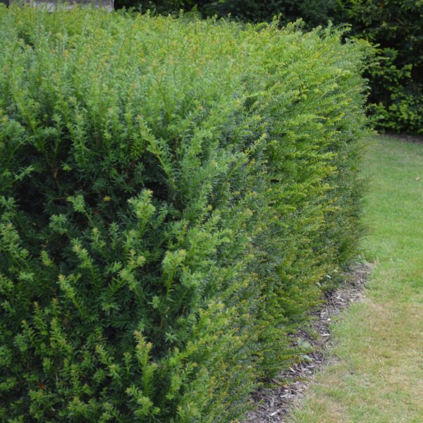 Heckenpflanzen - Taxus baccata - Blatt grün - 6 Pflanzen - 1 laufender Meter - immergrün